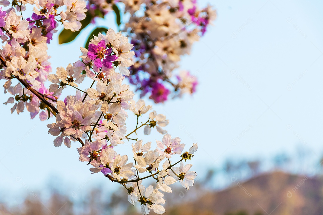 Linda flor de Lagerstroemia floribunda