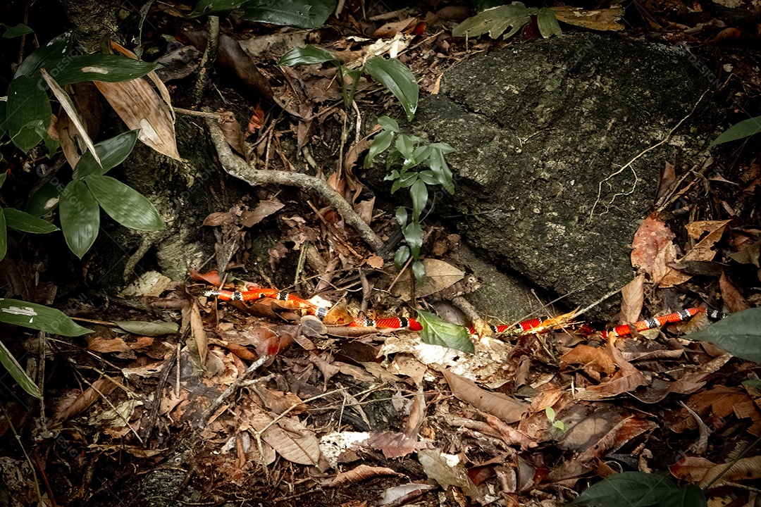 Cobra coral verdadeira na trilha da montanha do Mestre Alvaro