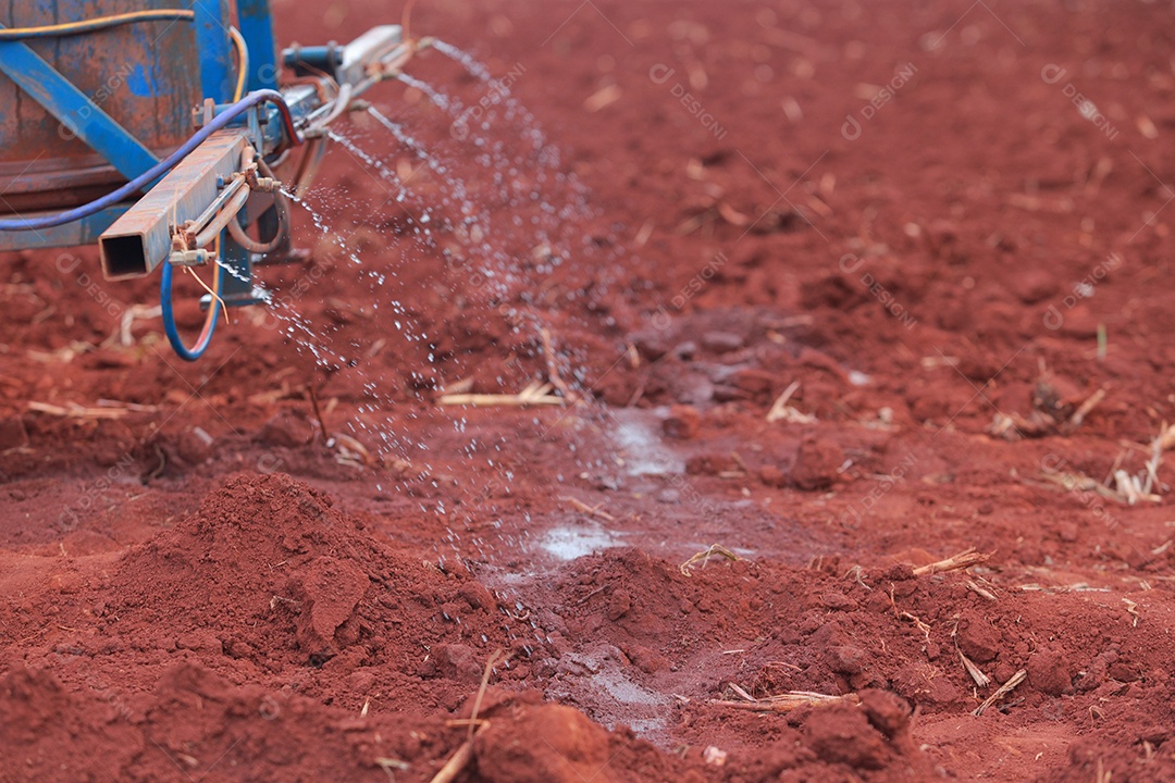 Plantas de Crotalaria na leguminosa comumente cultivadas como adubo verde. E usado como ração para o gado, bem como para a beleza de uma atração turística. Que plantou muito cedo na estação antes de arar ou colher colheitas antes de uma grande