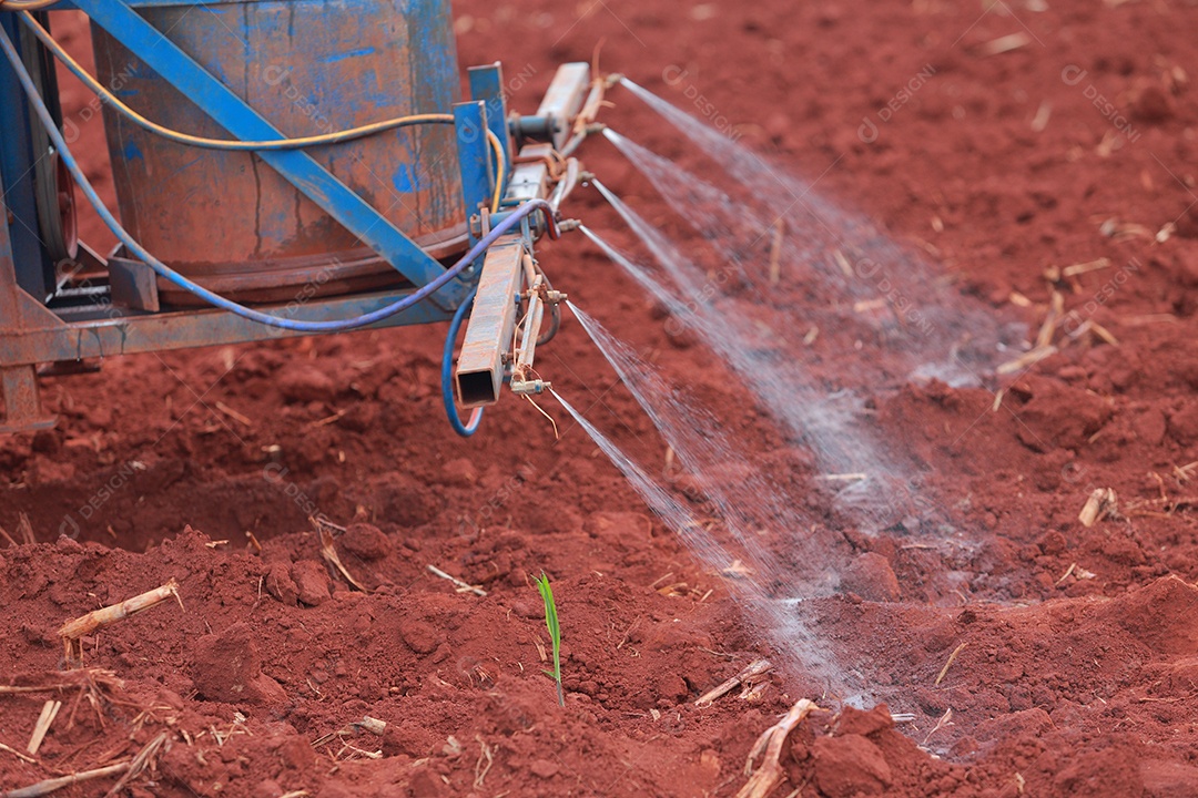 Plantas de Crotalaria na leguminosa comumente cultivadas como adubo verde. E usado como ração para o gado, bem como para a beleza de uma atração turística. Que plantou muito cedo na estação antes de arar ou colher colheitas antes de uma grande