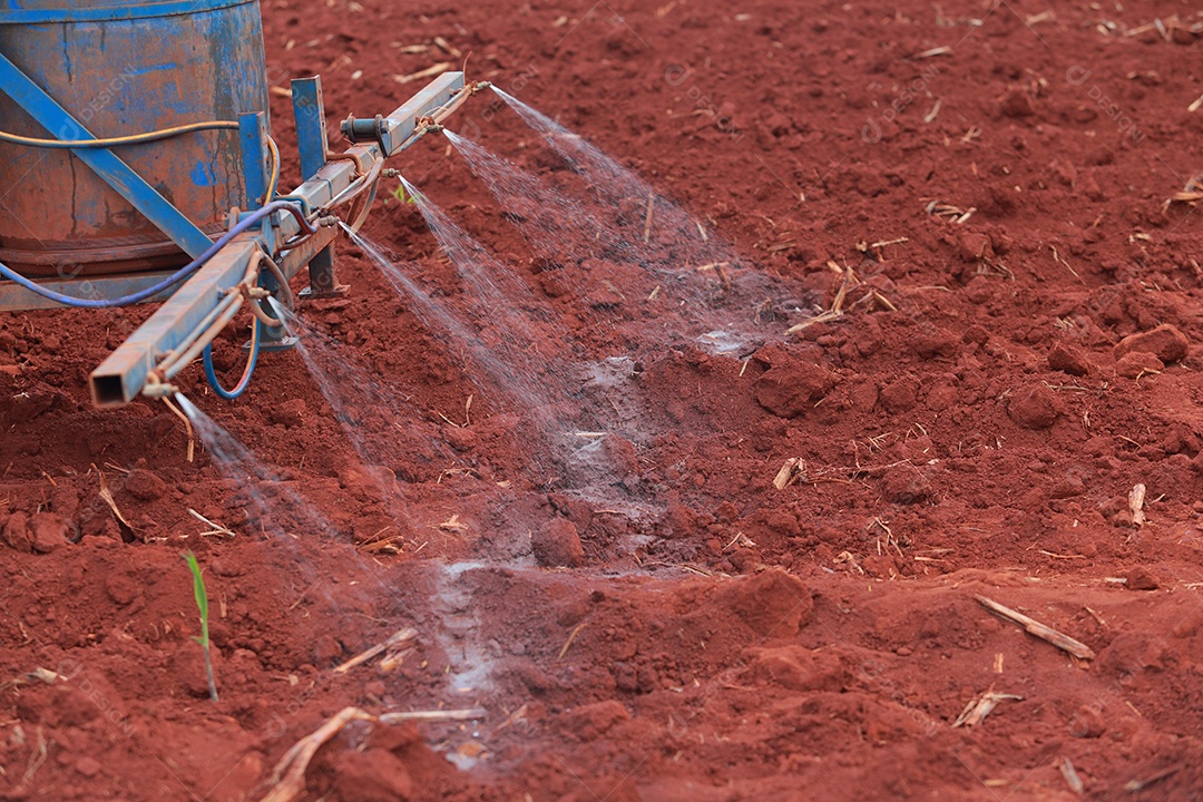 Plantas de Crotalaria na leguminosa comumente cultivadas como adubo verde. E usado como ração para o gado, bem como para a beleza de uma atração turística. Que plantou muito cedo na estação antes de arar ou colher colheitas antes de uma grande