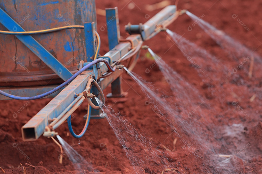 Plantas de Crotalaria na leguminosa comumente cultivadas como adubo verde. E usado como ração para o gado, bem como para a beleza de uma atração turística. Que plantou muito cedo na estação antes de arar ou colher colheitas antes de uma grande