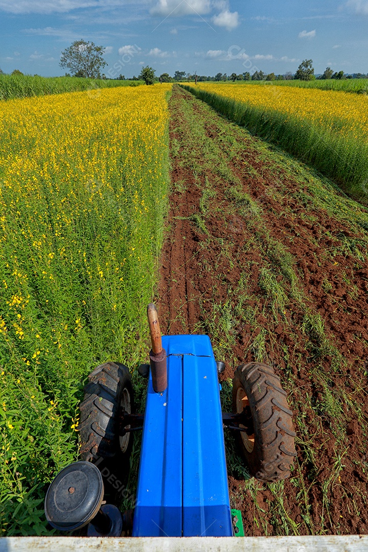 Plantas de Crotalaria na leguminosa comumente cultivadas como adubo verde. E usado como ração para o gado, bem como para a beleza de uma atração turística. Que plantou muito cedo na estação antes de arar ou colher colheitas antes de uma grande
