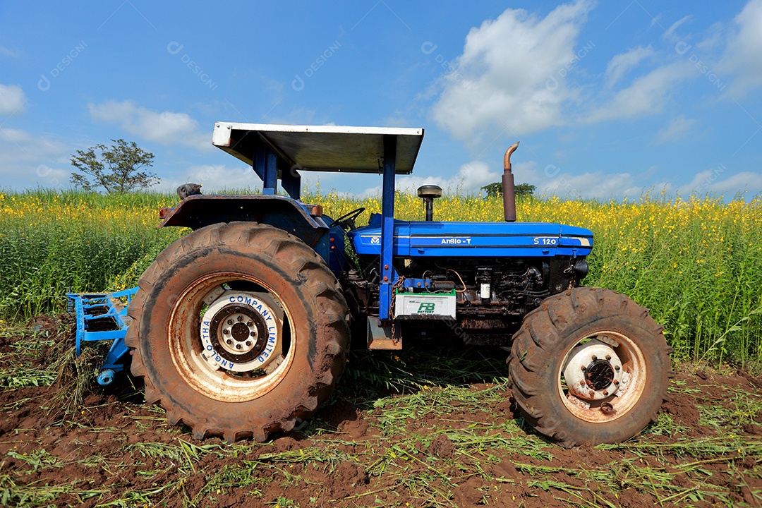 Plantas de Crotalaria na leguminosa comumente cultivadas como adubo verde. E usado como ração para o gado, bem como para a beleza de uma atração turística. Que plantou muito cedo na estação antes de arar ou colher colheitas antes de uma grande