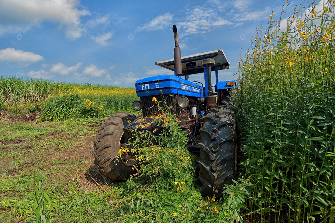 Plantas de Crotalaria na leguminosa comumente cultivadas como adubo verde. E usado como ração para o gado, bem como para a beleza de uma atração turística. Que plantou muito cedo na estação antes de arar ou colher colheitas antes de uma grande