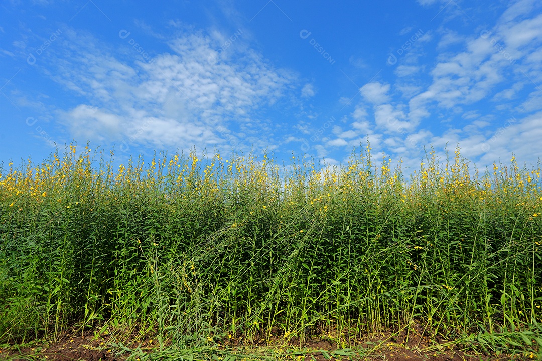 Plantas de Crotalaria na leguminosa comumente cultivadas como adubo verde. E usado como ração para o gado, bem como para a beleza de uma atração turística. Que plantou muito cedo na estação antes de arar ou colher colheitas antes de uma grande