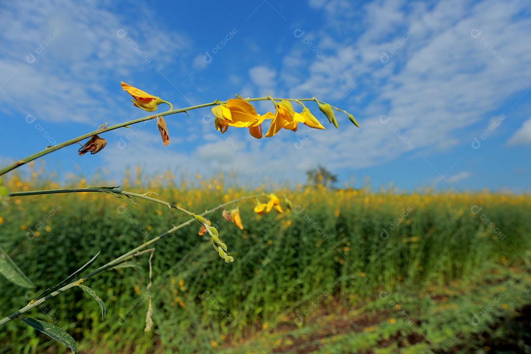 Plantas de Crotalaria na leguminosa comumente cultivadas como adubo verde. E usado como ração para o gado, bem como para a beleza de uma atração turística. Que plantou muito cedo na estação antes de arar ou colher colheitas antes de uma grande