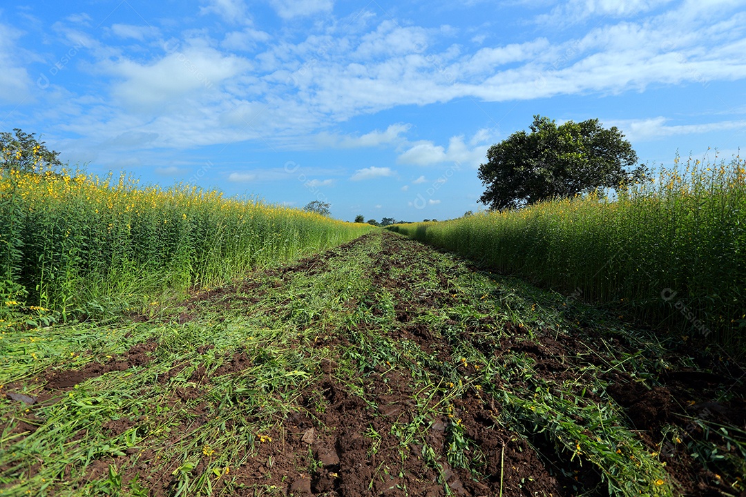Plantas de Crotalaria na leguminosa comumente cultivadas como adubo verde. E usado como ração para o gado, bem como para a beleza de uma atração turística. Que plantou muito cedo na estação antes de arar ou colher colheitas antes de uma grande