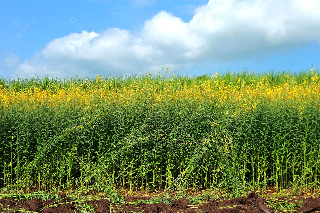 Plantas de Crotalaria na leguminosa comumente cultivadas como adubo verde. E usado como ração para o gado, bem como para a beleza de uma atração turística. Que plantou muito cedo na estação antes de arar ou colher colheitas antes de uma grande