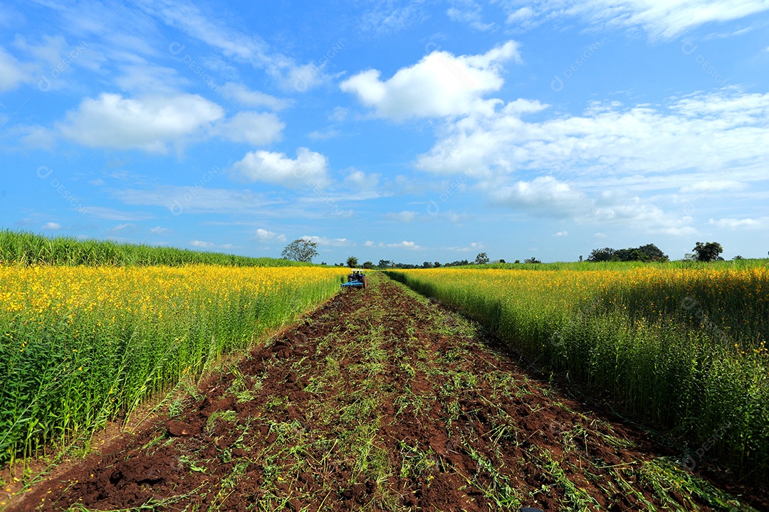 Plantas de Crotalaria na leguminosa comumente cultivadas como adubo verde. E usado como ração para o gado, bem como para a beleza de uma atração turística. Que plantou muito cedo na estação antes de arar ou colher colheitas antes de uma grande