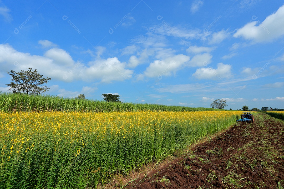Plantas de Crotalaria na leguminosa comumente cultivadas como adubo verde. E usado como ração para o gado, bem como para a beleza de uma atração turística. Que plantou muito cedo na estação antes de arar ou colher colheitas antes de uma grande