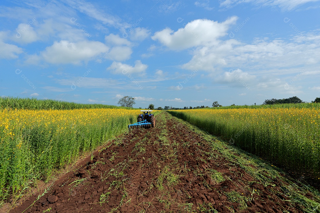 Plantas de Crotalaria na leguminosa comumente cultivadas como adubo verde. E usado como ração para o gado, bem como para a beleza de uma atração turística. Que plantou muito cedo na estação antes de arar ou colher colheitas antes de uma grande