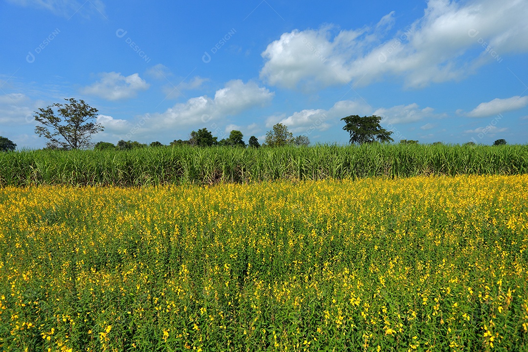 Plantas de Crotalaria na leguminosa comumente cultivadas como adubo verde. E usado como ração para o gado, bem como para a beleza de uma atração turística. Que plantou muito cedo na estação antes de arar ou colher colheitas antes de uma grande