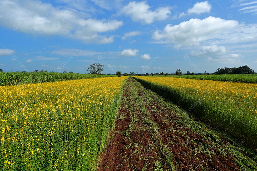 Plantas de Crotalaria na leguminosa comumente cultivadas como adubo verde. E usado como ração para o gado, bem como para a beleza de uma atração turística. Que plantou muito cedo na estação antes de arar ou colher colheitas antes de uma grande