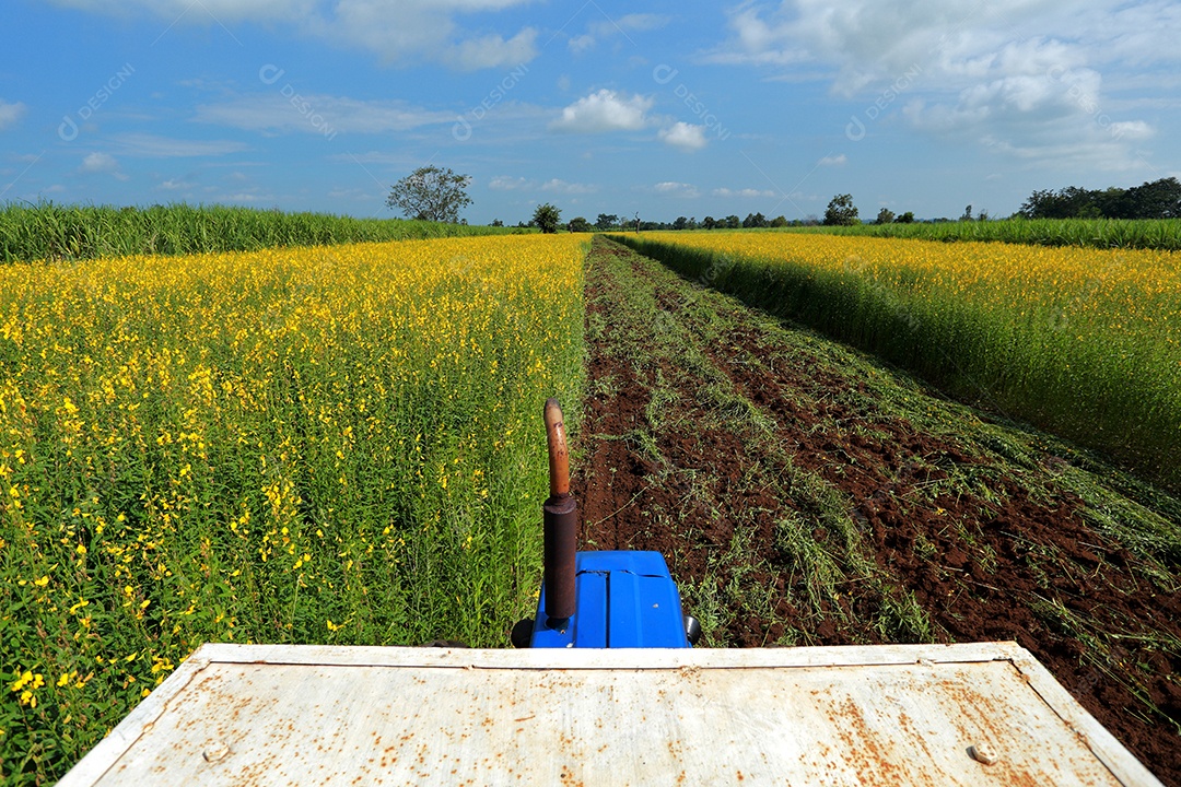 Plantas de Crotalaria na leguminosa comumente cultivadas como adubo verde. E usado como ração para o gado, bem como para a beleza de uma atração turística. Que plantou muito cedo na estação antes de arar ou colher colheitas antes de uma grande