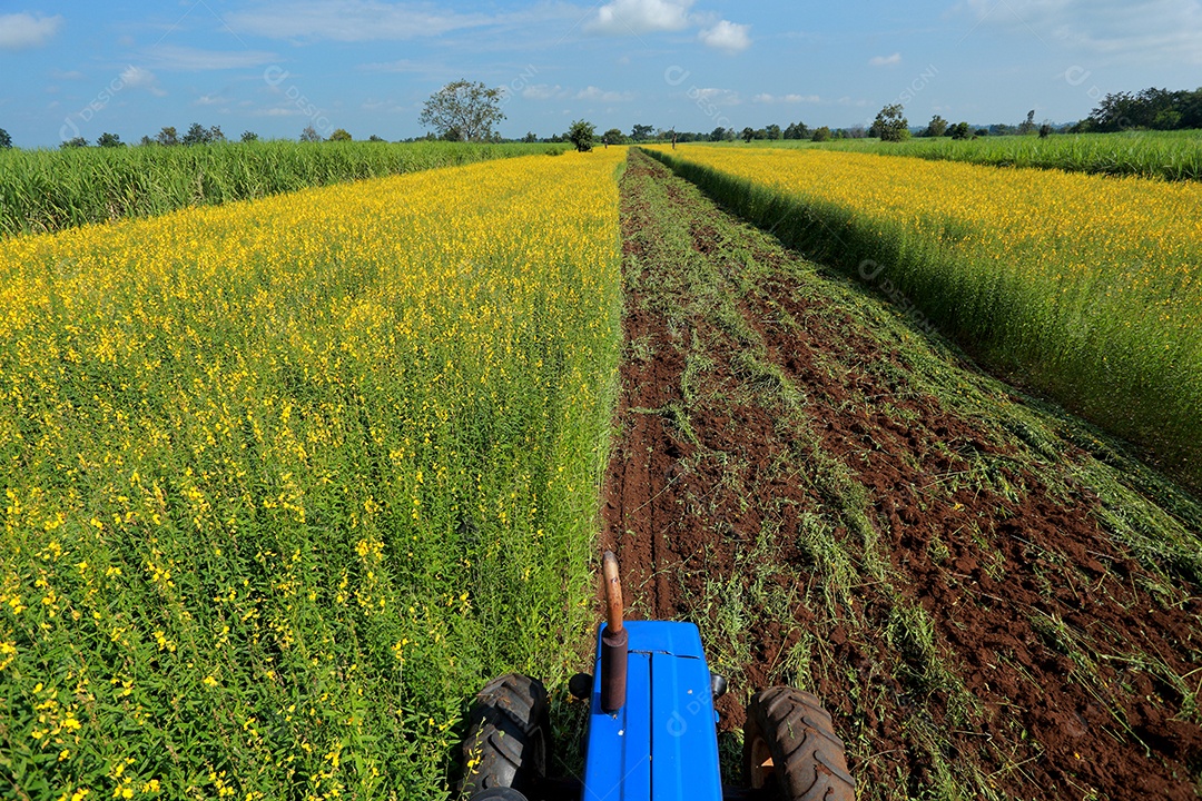 Plantas de Crotalaria na leguminosa comumente cultivadas como adubo verde. E usado como ração para o gado, bem como para a beleza de uma atração turística. Que plantou muito cedo na estação antes de arar ou colher colheitas antes de uma grande