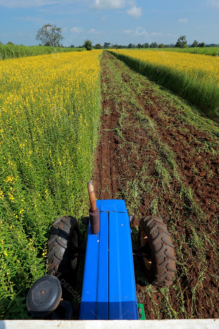 Plantas de Crotalaria na leguminosa comumente cultivadas como adubo verde. E usado como ração para o gado, bem como para a beleza de uma atração turística. Que plantou muito cedo na estação antes de arar ou colher colheitas antes de uma grande