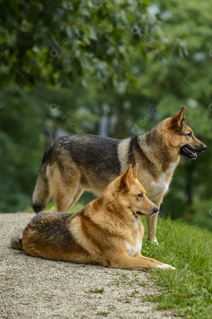 Cachorros sobre floresta