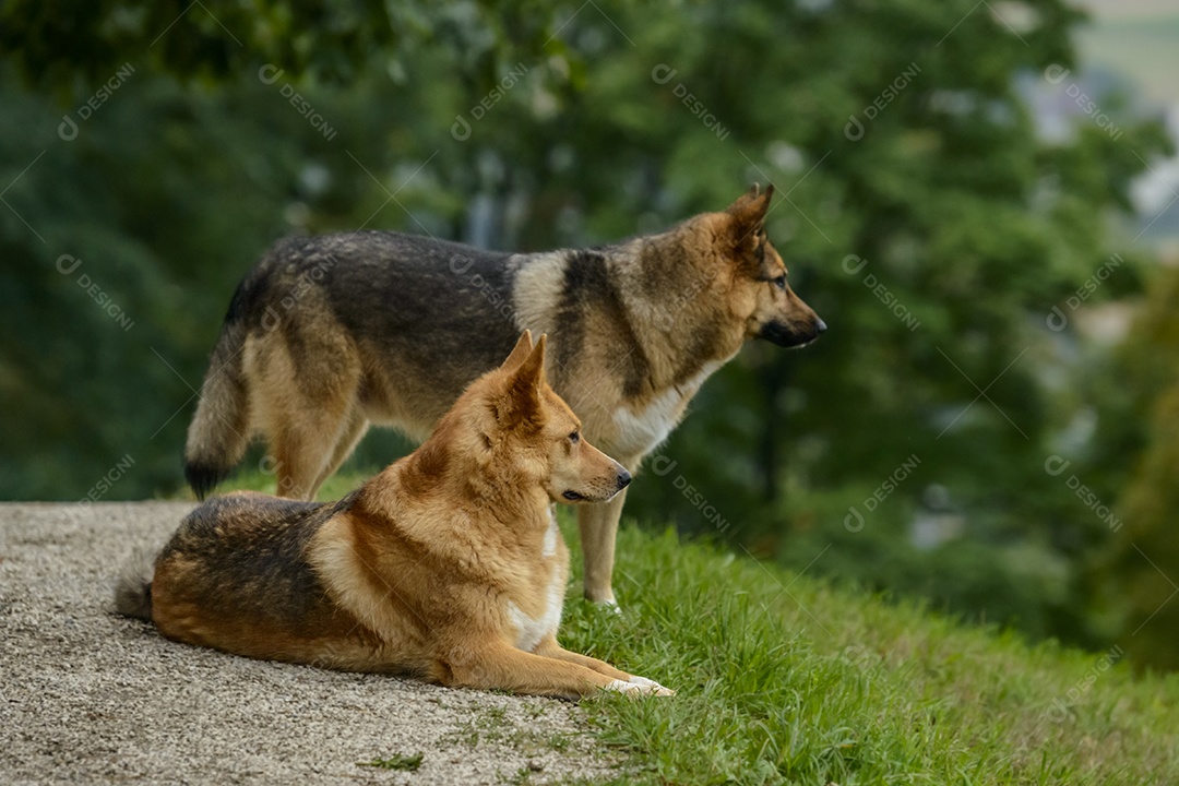 Cachorros sobre floresta