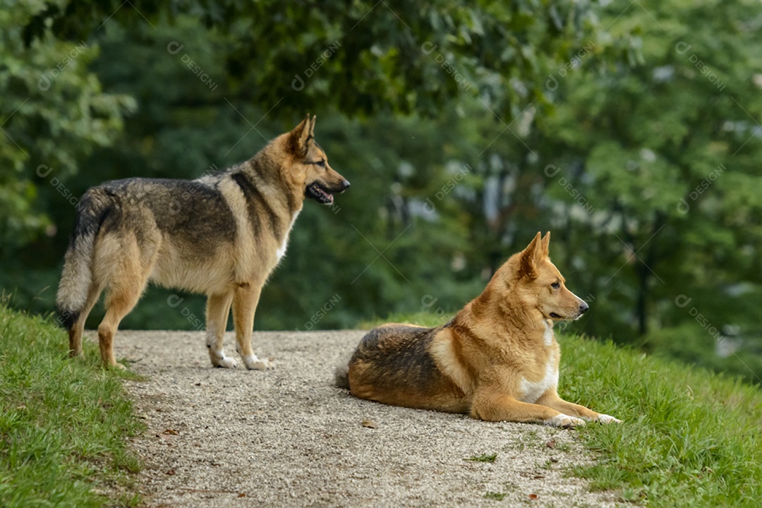 Cachorros sobre floresta