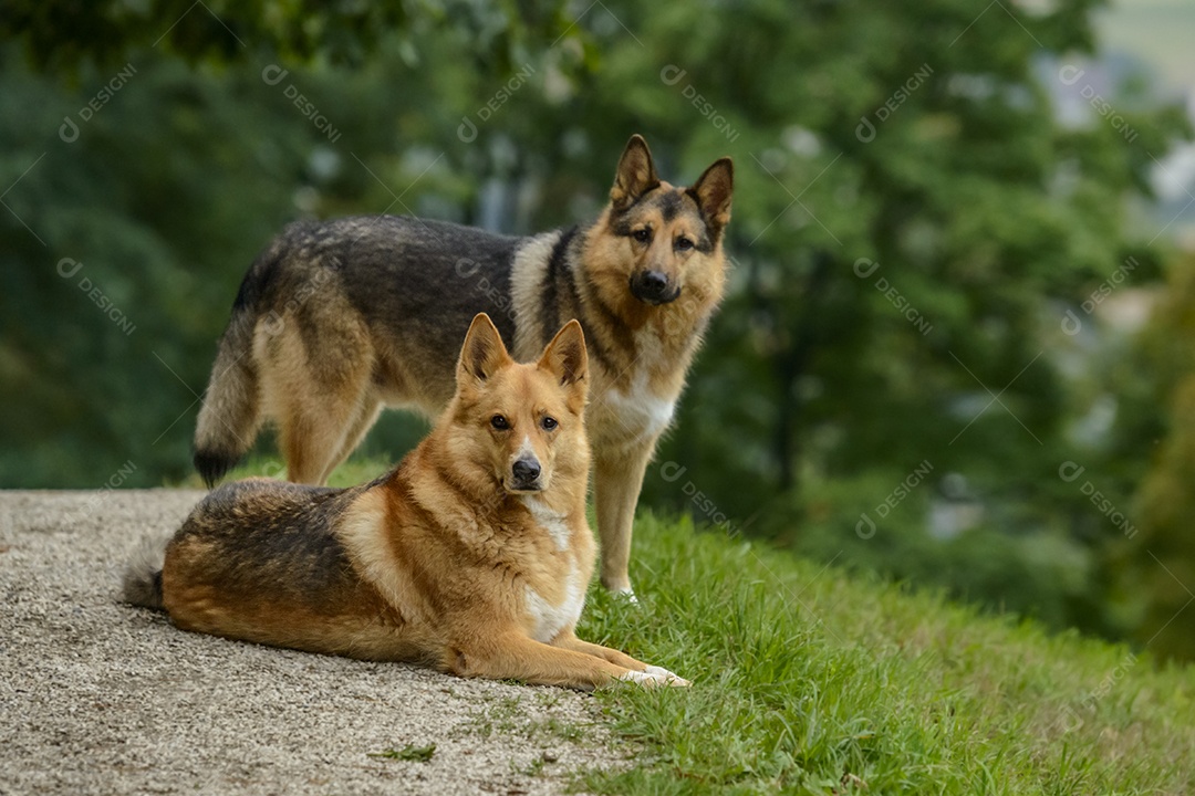 Cachorros sobre floresta