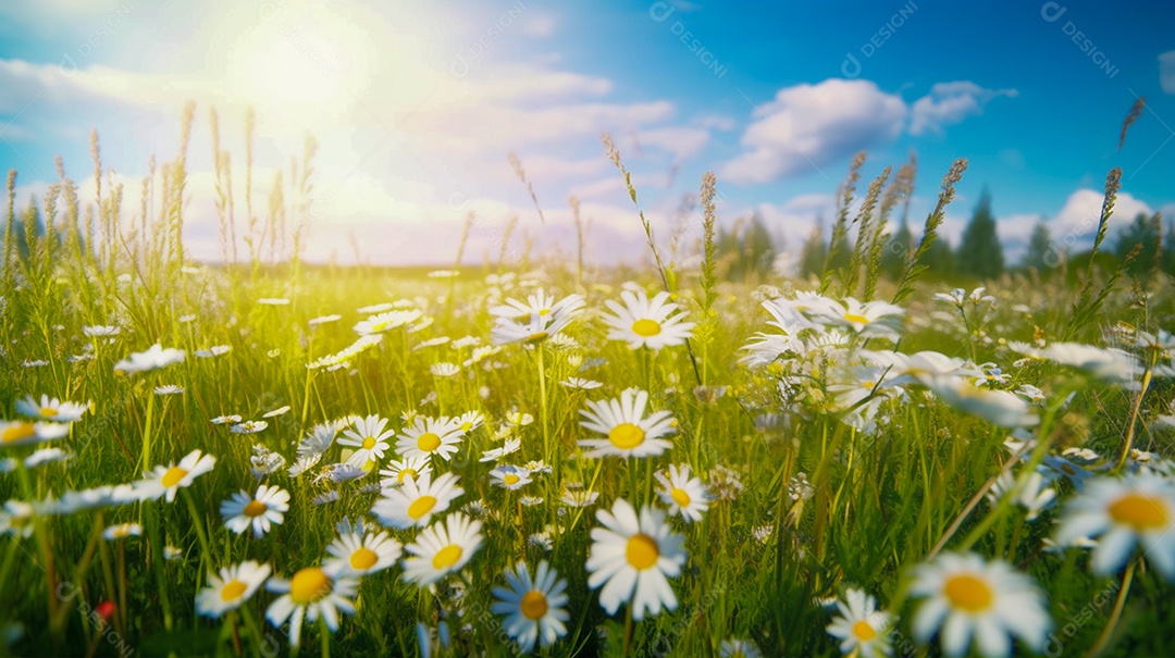 Campo florido de flores brancas