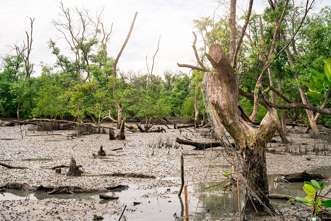Floresta de mangue verde na maré baixa árvores de mangue capturam CO2