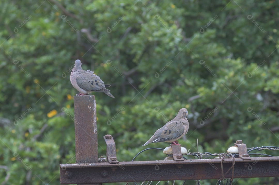 Pombos descansando em um poste abandonado.