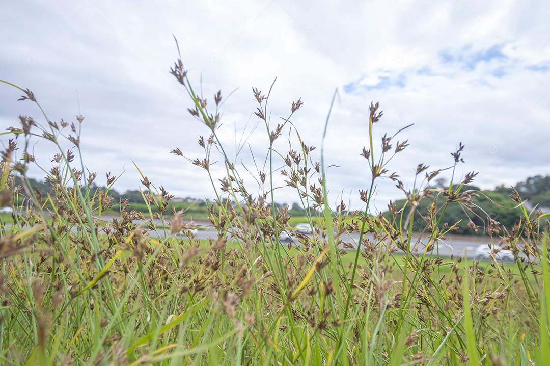 Grama e ervas daninhas com carros embaçados passando em uma rodovia ao fundo.