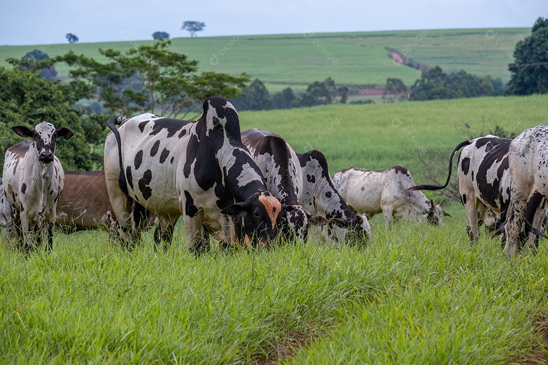 Gado leiteiro com manchas brancas e pretas no pasto verde.