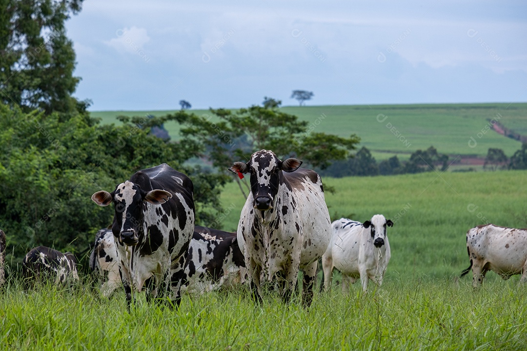 Gado leiteiro com manchas brancas e pretas no pasto verde.