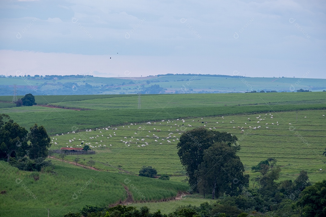 Gado leiteiro com manchas brancas e pretas no pasto verde.