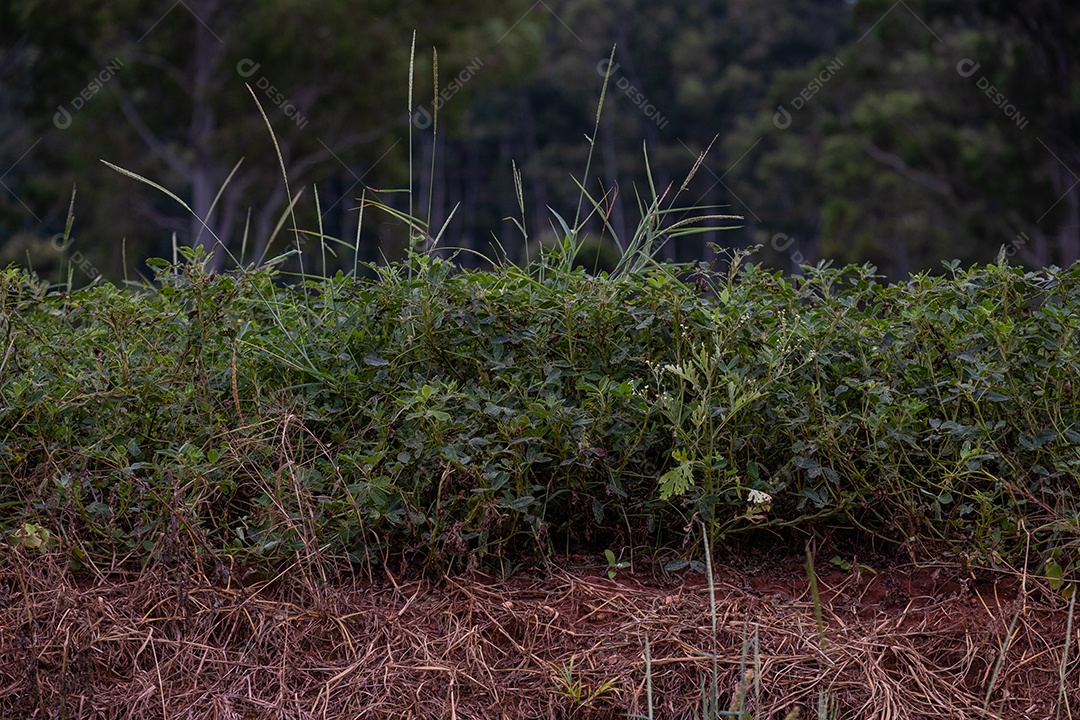 Pequena plantação de amendoim com folhas verdes