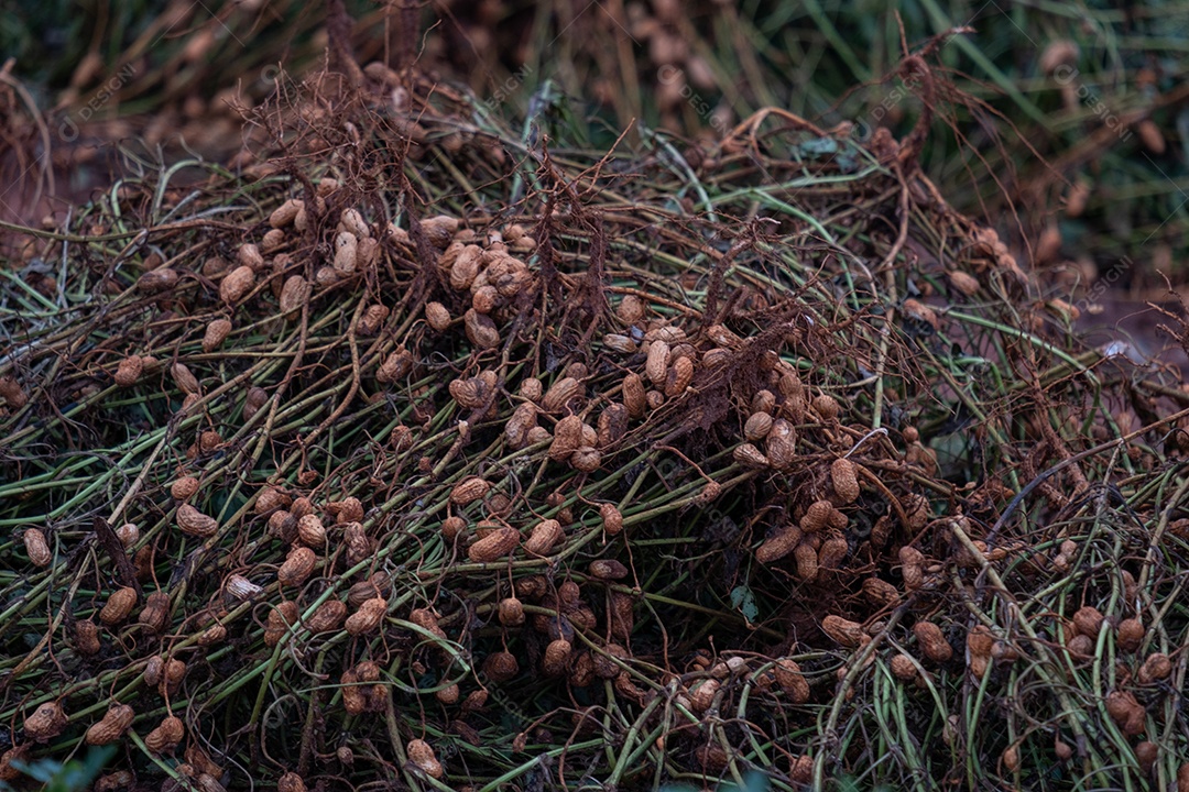 Planta de amendoim recém-retirada da terra para secar