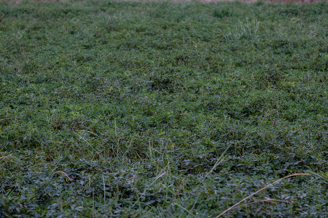 Pequena plantação de amendoim com folhas verdes.