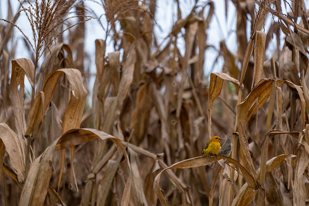 Casal de canários empoleirados em uma folha de talo de milho.