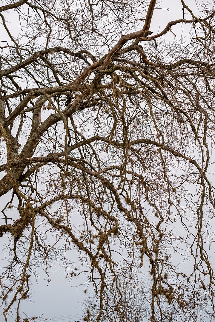 Galhos de árvores cheios de parasitas.