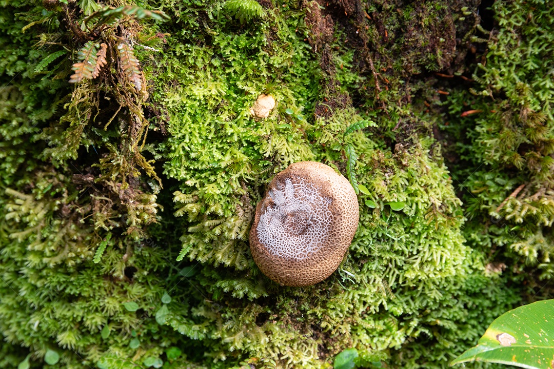 Cogumelo e musgo em um tronco em uma floresta tropical no Brasil.