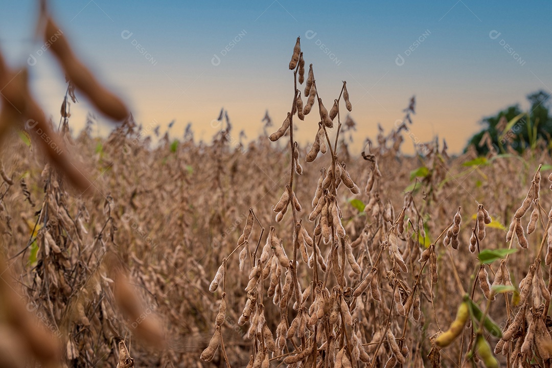 Ramos de soja prontos para serem colhidos.