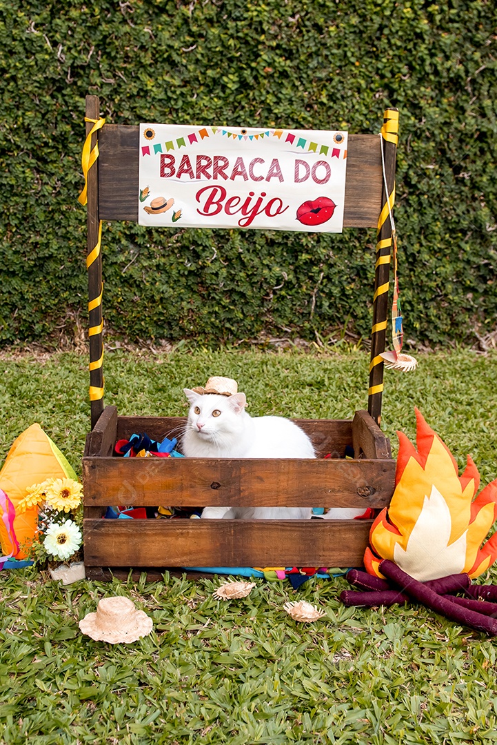 Gato branco com chapéu de palha na Festa Junina Brasileira