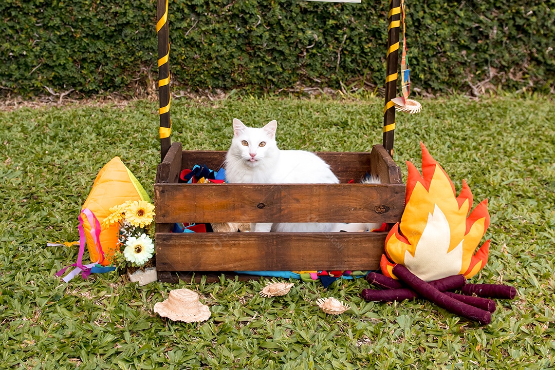 Gato branco mostrando a língua em festa junina brasileira