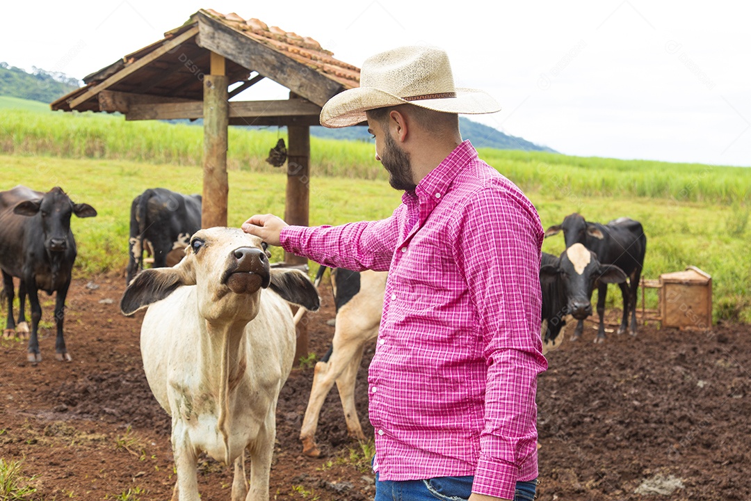 Agricultor alimentando Bovinos sobre cochos fazenda