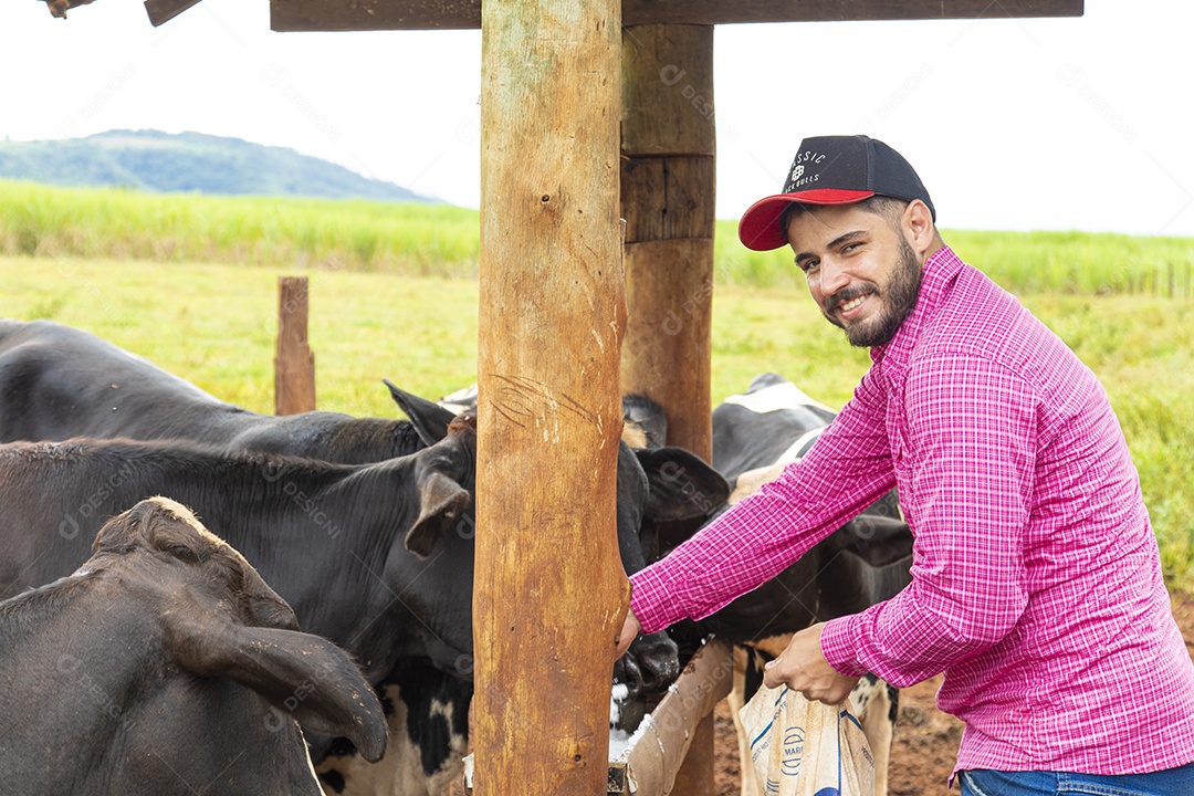 Agricultor alimentando Bovinos sobre cochos fazenda