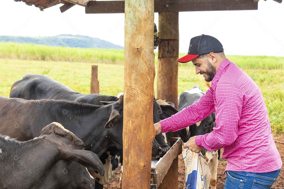Agricultor alimentando Bovinos sobre cochos fazenda