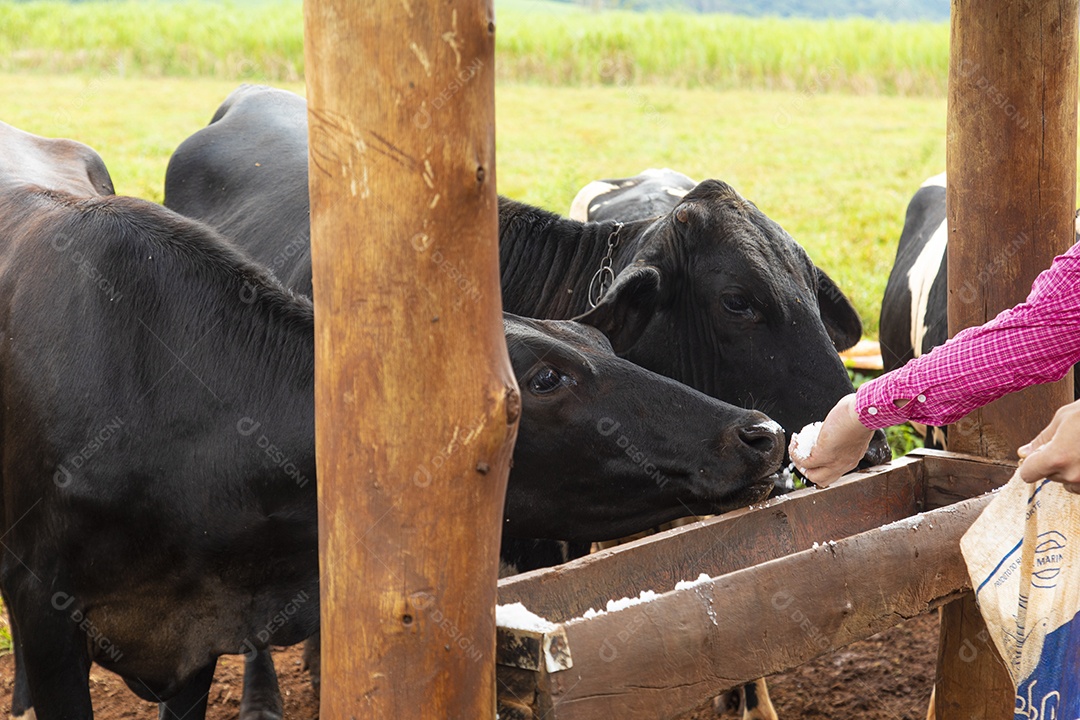 Agricultores alimentando Bovinos sobre cochos fazenda