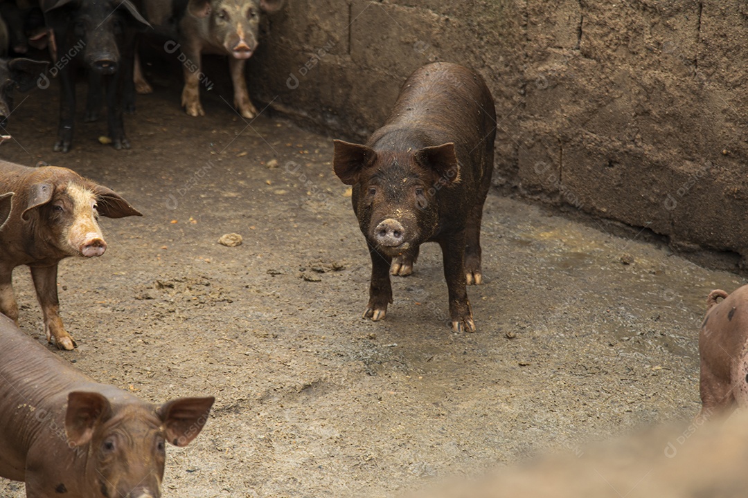 Porcos sobre chiqueiro