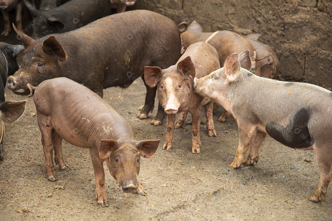 Porcos sobre chiqueiro