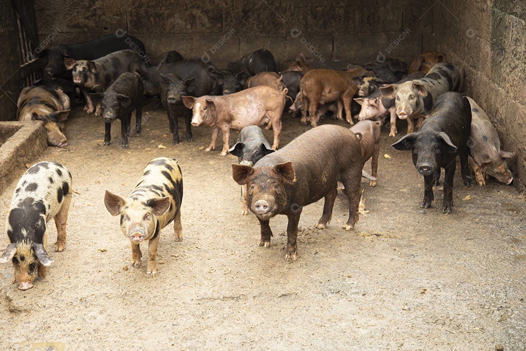Porcos sobre chiqueiro