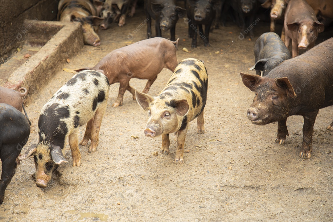 Porcos sobre chiqueiro