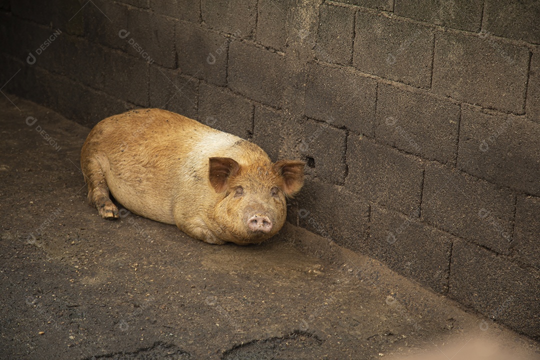 Porcos sobre chiqueiro
